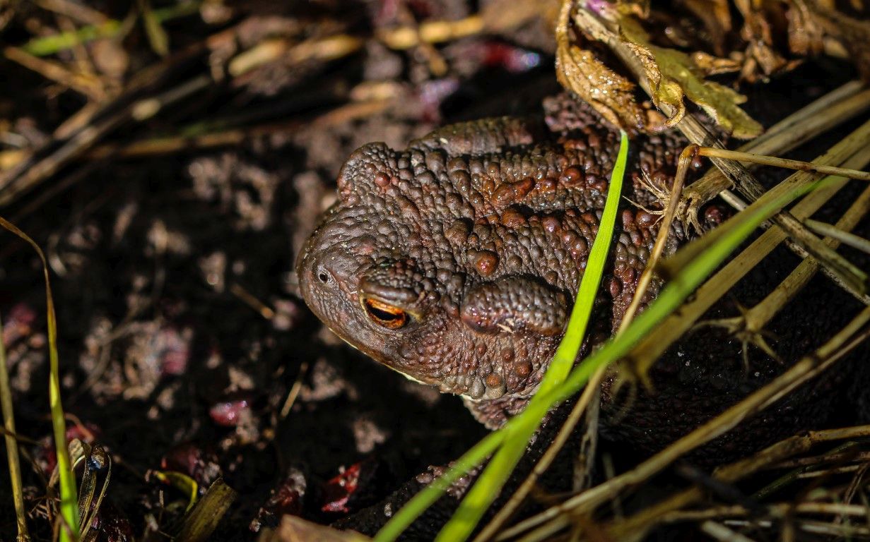  Common Toad 